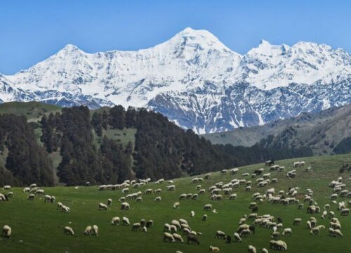 Dayara bugyal Trek