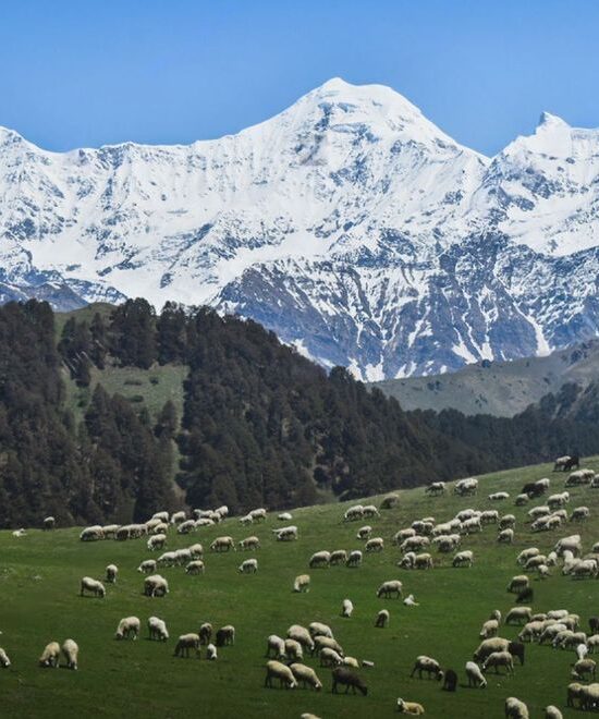 Dayara bugyal Trek